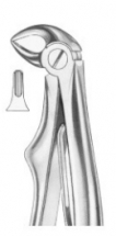  KLEIN Fig. 223  lower roots 